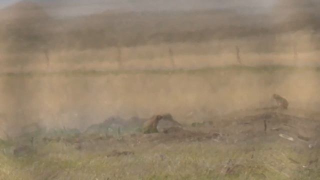 Prairie Dog Hunt - April 28, 2018 смотреть онлайн