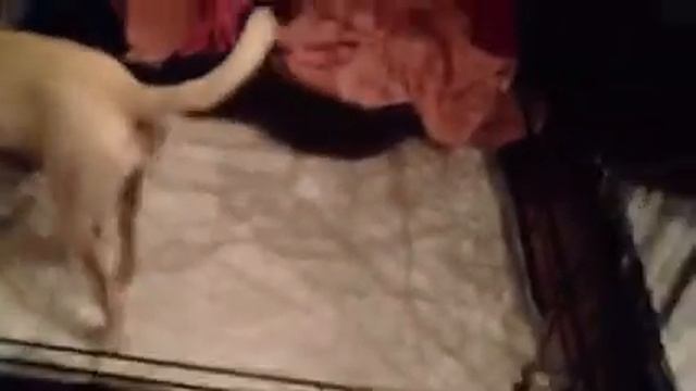 Sass Frass doing good after spay! смотреть онлайн