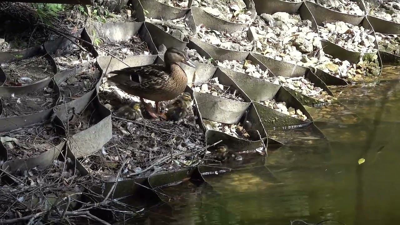 Утята (7.07.2024) смотреть онлайн