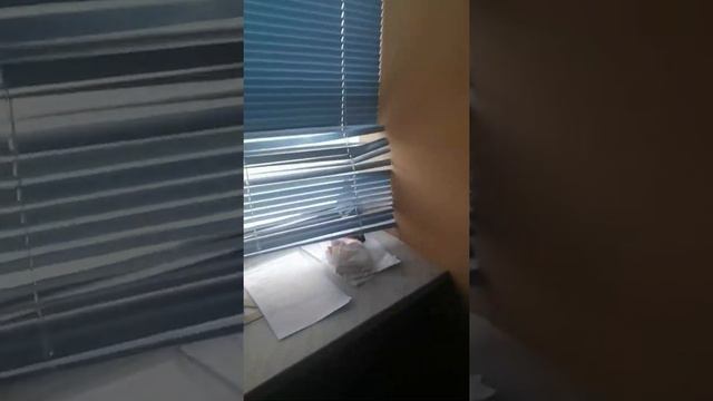 Голубь в тюрьме смотреть онлайн