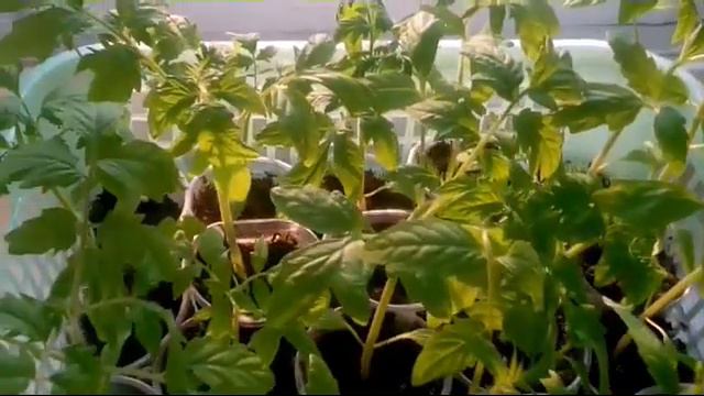 Зачем мне столько рассады? Моя рассада на 29 марта. смотреть онлайн