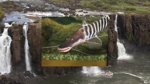 Самые дорогие аквариумные рыбки/The most expensive aquarium fish смотреть онлайн