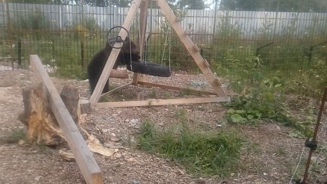 Центр реабилитации диких животных "Феникс" Калуга .- Медведица Маша. смотреть онлайн