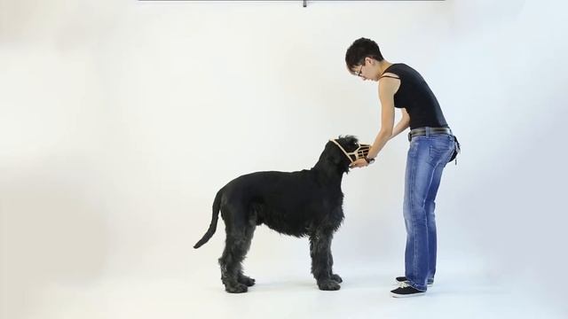 Как приучить собаку к наморднику смотреть онлайн