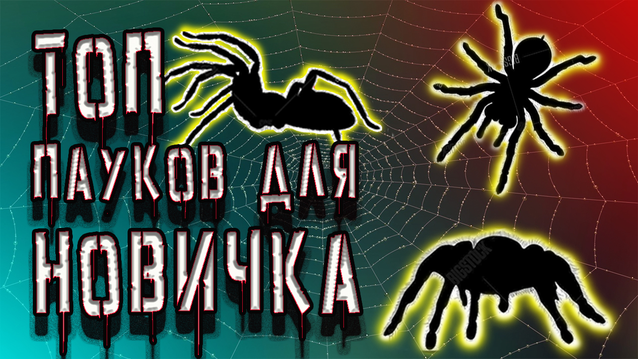 ТОП ПАУКОВ. какого паука завести первым?? смотреть онлайн