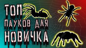 ТОП ПАУКОВ. какого паука завести первым??