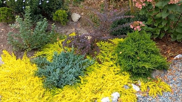 Вербейник монетчатый Golden Foliage