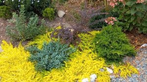 Вербейник монетчатый Golden Foliage