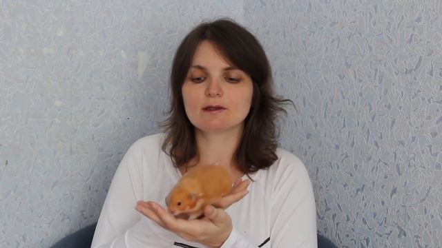 Бешенство у хомяка: бывает ли? Что делать, если укусил?! смотреть онлайн