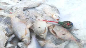 ЗИМНЯЯ РЫБАЛКА?С ЧЕРТИКОМ? НА ЛЕЩА. ВАЗУЗА (ХЛЕПЕНЬ).