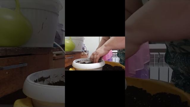Ахименесы смотреть онлайн