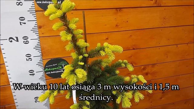 Świerk kłujący MAIGOLD- Picea Pungens - Piękne, dekoracyjne wiosenne Przyrosty; solitier смотреть онлайн
