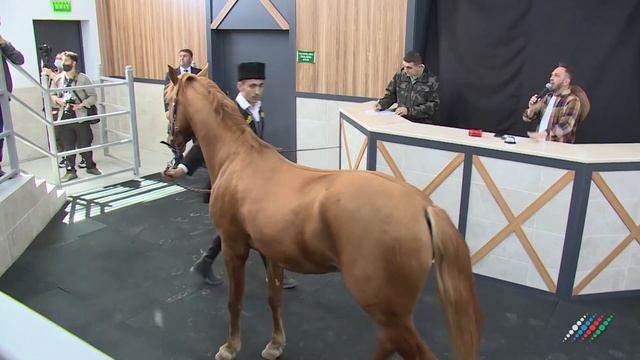 Карабахских скакунов выставили на аукцион в Азербайджане. Репортаж «Москва-Баку» смотреть онлайн