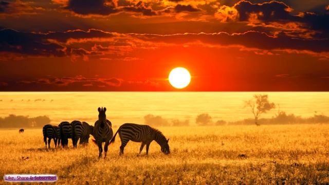 African Music | African Savannah | Relax, Study & Ambience