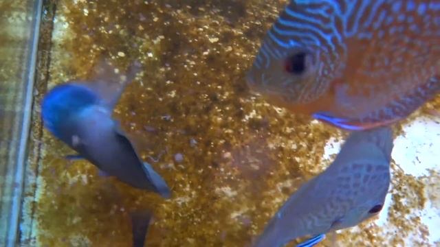 Дискусы подводная съемка Sony TX10 смотреть онлайн