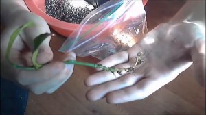 Пересадка укорененного черенка лимона