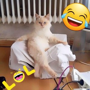 Когда животным стало скучно