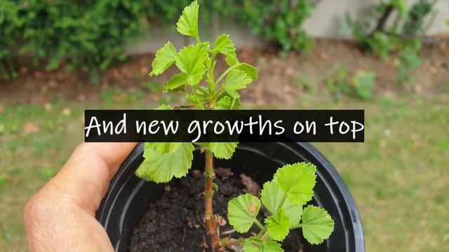 How to propagate geranium plant!!! смотреть онлайн