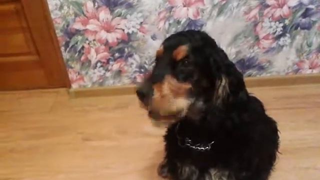 Поющий английский спаниель смотреть онлайн