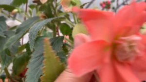 Каскадная и ампельная бегонии?