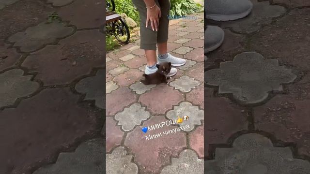 Мини мальчик ЧИХУАХУА. Шоколадный длинношёрстный минюшечка. смотреть онлайн