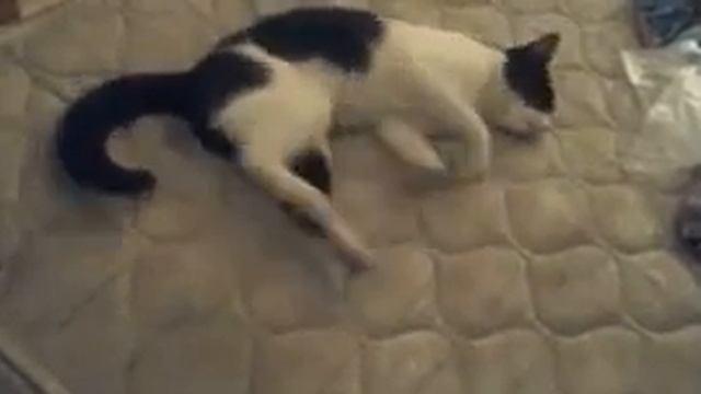Кот бежит во сне / Cat runs in a dream смотреть онлайн