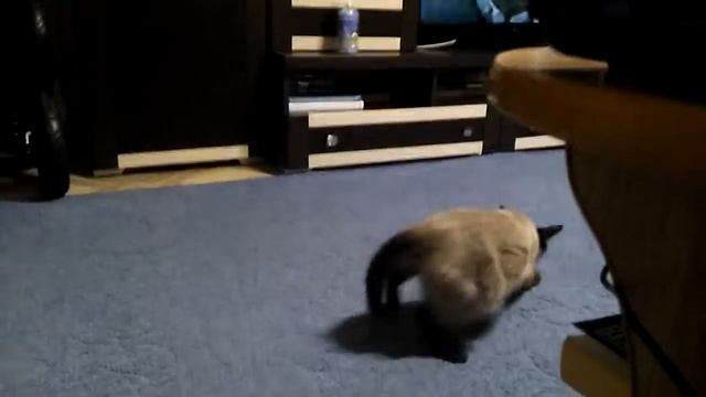 Бешеный кот или «Чем заняться этим вечером» смотреть онлайн