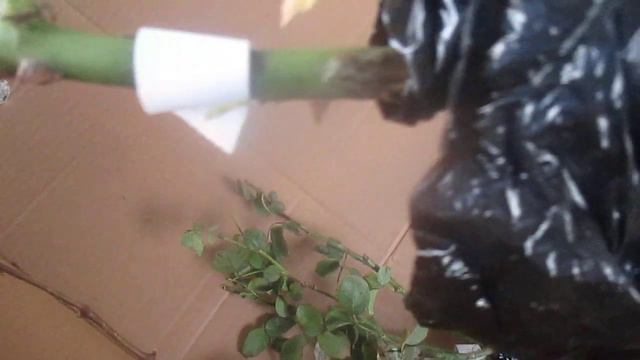 Отзыв о Беккер. Распаковываю посылку из Беккера