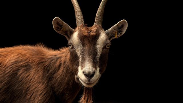 Владимир Высоцкий. "Козел Отпущения". Из серии "Истории Деда Захара" смотреть онлайн