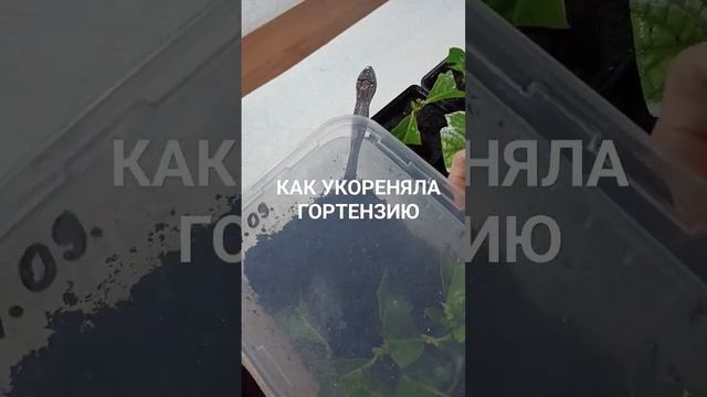 ЧАСТЬ2 Осеннее укоренение крупнолистной гортензии #уходзарастениями #черенкованиегортензии #дома смотреть онлайн