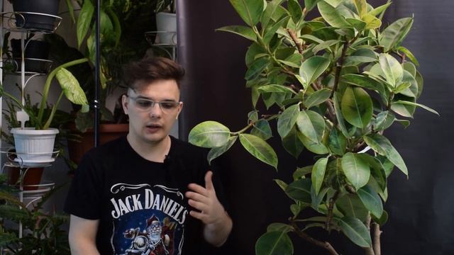 Самая ГИГАНСКАЯ Новинка//Дерево из Тайланда 180см.