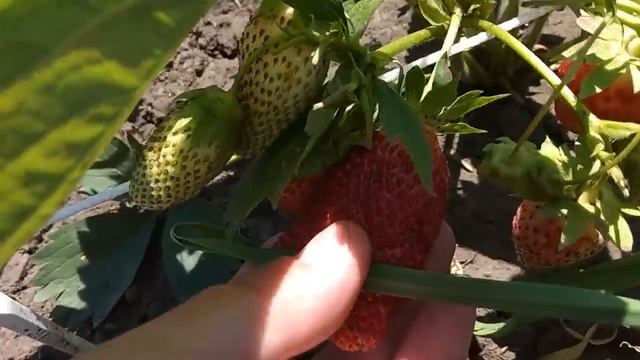 НАШ СЕЛЬСКИЙ УГОЛОК//ПОДПОРКА ДЛЯ КЛУБНИКИ// ЯГОДА-МУТАНТ!!! смотреть онлайн