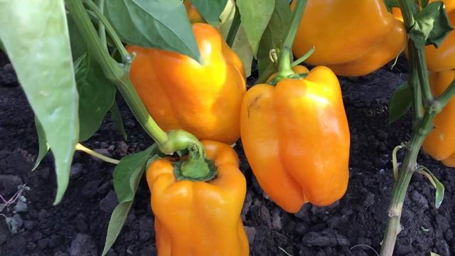 Крупноплодный сладкий перец. смотреть онлайн