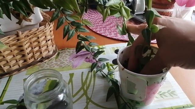 ХОЙЯ, размножение, как просто укоренить черенок смотреть онлайн