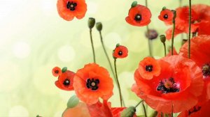 Футаж Маки 13