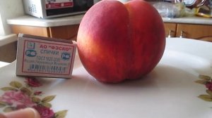 Плодоношение кустового персика,выросшего из косточки!