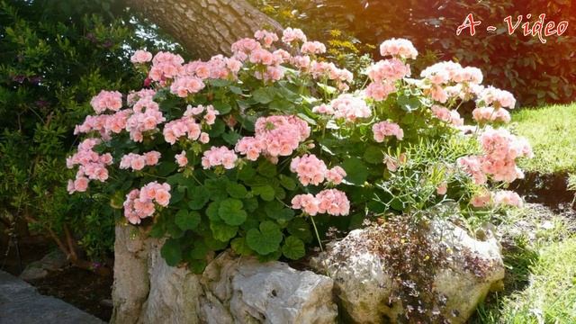 ?Великолепные примеры ландшафтного оформления участка / Examples of landscaped gardens / A - Video смотреть онлайн
