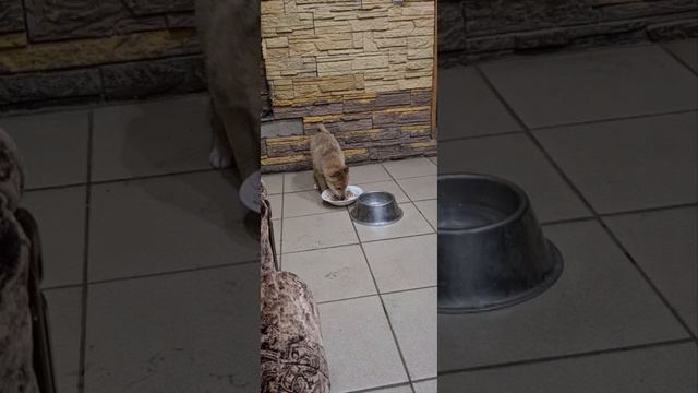 Западно-сибирская Кутя.mp4 смотреть онлайн