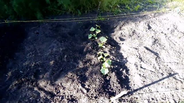 Как выглядят Дыни "АЛТАЙСКАЯ" огурцы"КОНКУРЕНТ" АРБУЗЫ "СИБИРСКИЙ МЕД". 06.06.2019г. смотреть онлайн