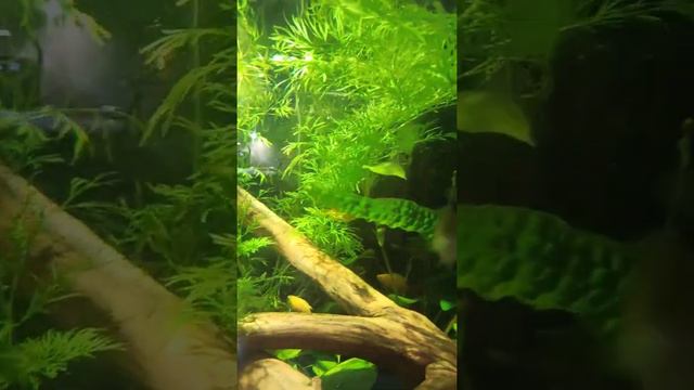 индийский папоротник смотреть онлайн