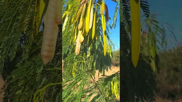 Мимоза  - сестра акации. Аруба.