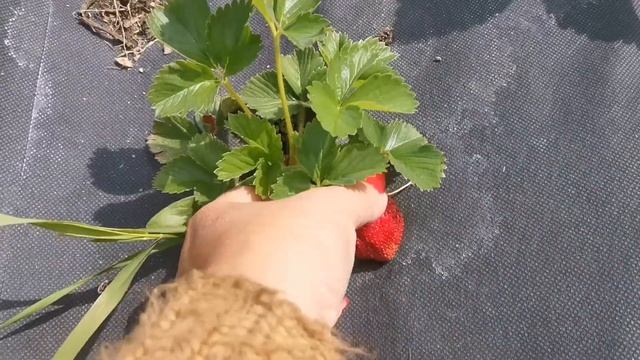 Корона. Очень вкусная земляника. смотреть онлайн