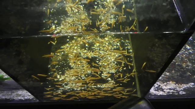 Massive Rainbowfish | Freshwater Puffer Fish | Plecos | At Aquarium Coop with Aqua Pros смотреть онлайн