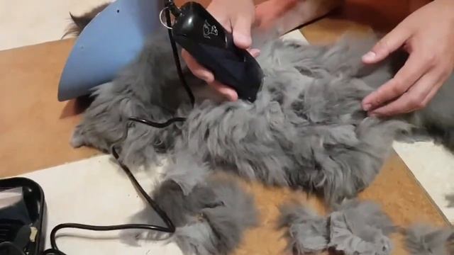 Стрижет животных легко! смотреть онлайн