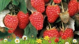 Малина традиционная Гордость России ? Обзор: посадка и уход. крупномеры: описание и особенности