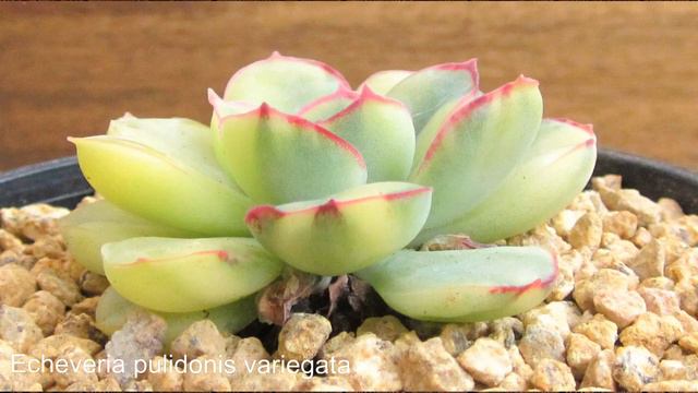 WildAuctionHouse Succulent ebay Auction 29.03.21 смотреть онлайн