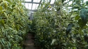 Томат Колибри F2 со своих семян.