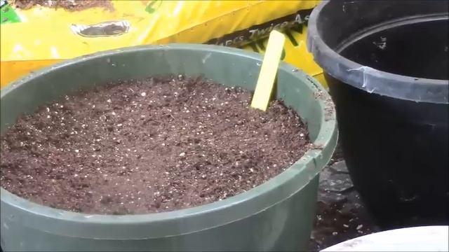 Video # 41 Planting Petunia Seeds in Hanging Baskets and Transplanting Coleus Flowers into Baskets смотреть онлайн