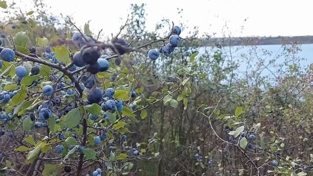 Красивые осенние ягоды/Autumn berries смотреть онлайн