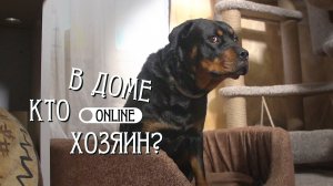 В ПРОГУЛОЧНОМ СЕРВИСЕ СОБАКЕ СЛОМАЛИ ПСИХИКУ